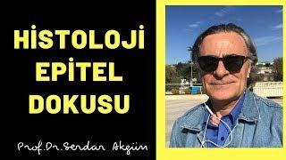 Histoloji  Epitel Dokusu  Tıp fakültesi Serdar Akgün