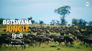 Botswana Jungle Africa - हिन्दी डॉक्यूमेंट्री  Wild animals documentary in Hindi