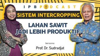 IPB Podcast Sistem Intercropping di Lahan Perkebunan Sawit