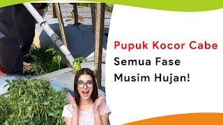 Pupuk Kocor Cabe Musim Hujan Aman Semua Fase Tanaman