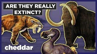 How Do We Know If Animals Are Actually Extinct? - Cheddar Explores