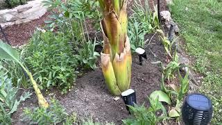 Ensete Maurelli und Lasiocarpa Lotusbanane ausgepflanzt