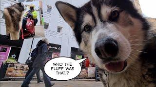 Talking Husky gets spotted in public wherever he goes