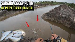 SARANG KAKAP PUTIH DI PERTIGAAN ANAK SUNGAI