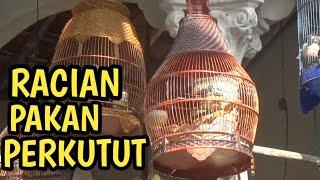 racian pakan burung perkutut lokal cepat bunyi