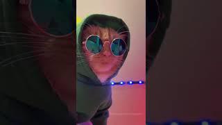 Cat Club #shorts30 #viral #catclub #shorts28