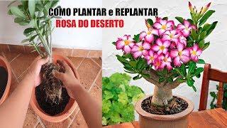 Forma correta de Plantar e Replantar ROSA DO DESERTO  How to plant Adenium obesum