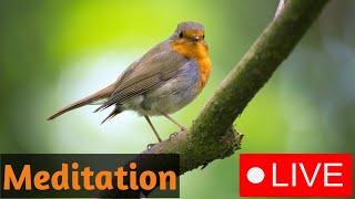 Meditation music  meditation musicit