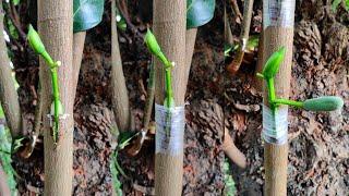 Unique technique for Jackfruit Grafting  how to graft jackfruit tree