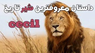 معروف ترین شیرتاریخ با پایانی غم انگیز داستان cecil