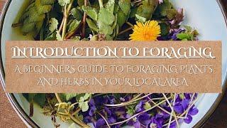 A Beginners Guide to Foraging  The Ethics of Foraging  Foraging for Wild Plants in Your Area