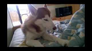 Siberian Husky Despretly Trying Not to Sleep