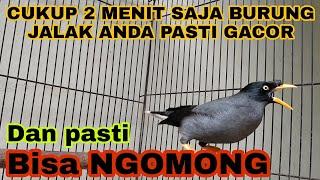 BURUNG JALAK KEBO BISA NGOMONG SANGAT COCOK SEKALI UNTUK PANCINGANMASTERAN