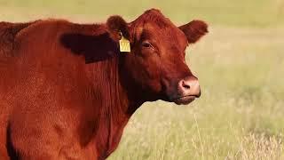 Bieber Red Angus  March 2 2023