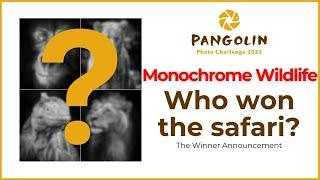 Monochrome Pangolin Photo Challenge Winners