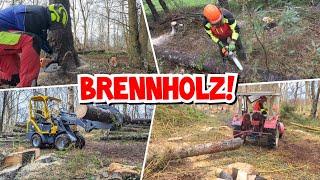 FEUER FREI  Brennholz machen mit Hoflader und IHC 323  Mr. Moto