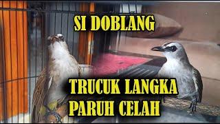 SIDOBLANG BURUNG TRUCUKAN PARUH CELAH SANGAT LANGKA