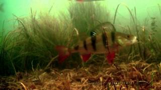 Mormyshka in action underwater. Fishing for roach perch rudd. Рыбалка мормышка взгляд из под воды.