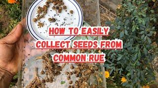 How to Easily Collect Seeds from Common Rue#rueplant #herbs #herbgarden #gardening #seeds #plants