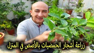 زراعة أشجار الحمضيات بالأصص و تثمر بنفس العام