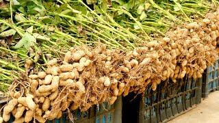 How to grow Peanuts at home with many tubers and high yield