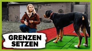 So setzt du deinem Hund richtige GRENZEN für eine gute KOMMUNIKATION