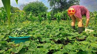 My wife picks vegetables on the farm. Gardening in the summer on the farm