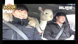 호주에 살던 알파카를 한국으로 데려온 이유 ㅣDidnt Adopt An Alpaca Just Because Shes Pretty