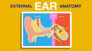 What is External Ear Anatomy?