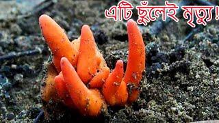 সাবধান ভুলেও এর ধারে কাছে যাবেন না দেখতে গাজরের মতো কিন্তু ছুলেই মৃ ত্যু