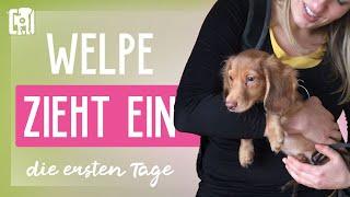 Welpe zieht ein Dein Guide für die ersten Tage