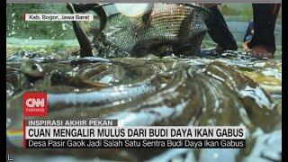 Cuan Mengalir Mulus Dari Budi Daya Ikan Gabus