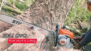 Legendary Chainsaw  STIHL 070 Vs Huge Trembesi tree.