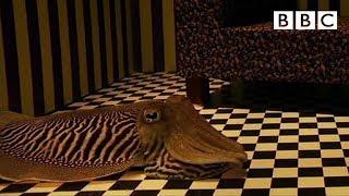 Can Cuttlefish camouflage in a living room?  Richard Hammonds Miracles of Nature - BBC