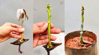 Mango Stone Grafting  Mango grafting simple technique  #grafting