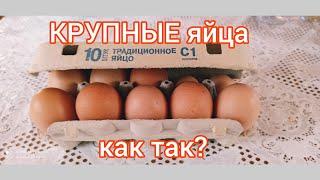 Очень крупные яйца. Секреты несушек 