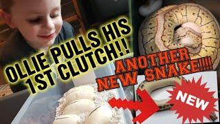 Ollie pulls his first clutch NEW SNAKE from Cold Blooded Earth More Shorties