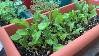 Arugula from Seed to Harvest