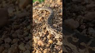 Indian Rock python Rescue #youtubeshorts #shortsvideo #treanding