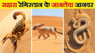 सहारा के रेगिस्तान में पाए जाने वाले जानवर  Animals Found in Sahara Desert