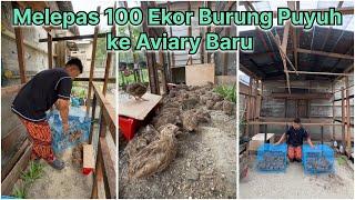 Melepas 100 ekor burung puyuh ke Aviary Baru