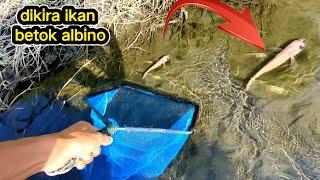 menangkap banyak ikan nila merah invasif di sungai jernih ini