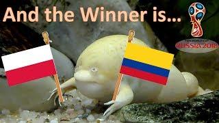 World Cup Russia 2018. The Guessing Frog. Poland v Colombia