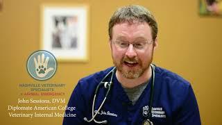 Internal Medicine  Nashville Veterinary Specialists and Animal Emergency