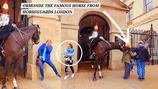 Kings Horse the Famous Ormonde Is Back Strikes Tourist Who Runs Away from Horse Guards in London