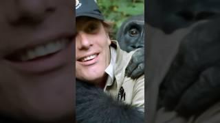 Gorilla reunited with his owner after spending years apart #animals