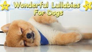 Super Soothing Relaxing Sleep Music For Pomeranian Puppies  Calm Relax Your Dog  Lullaby For Pets