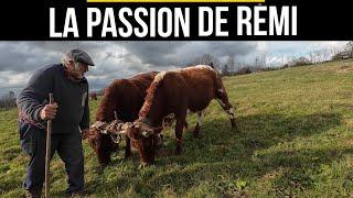 La passion de Rémi à Chastreix 63   Lier ses vaches avec le joug