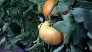 Grafted Tomato Research in High Tunnels