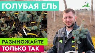 ГОЛУБАЯ ЕЛЬ РАЗМНОЖЕНИЕ ЧЕРЕНКАМИ  ЕЛЬ ИЗ ВЕТКИ  ГОЛУБАЯ ЕЛЬ ХУПСИ ОТ ЧЕРЕНКА ДО САЖЕНЦА